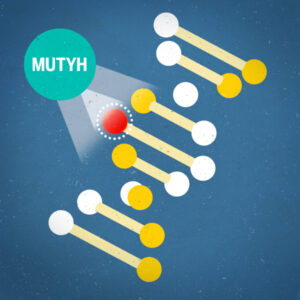 A genetic mutation prevents the MUTYH protein from scanning the genome and repairing damaged DNA. Illustration by Stephanie King, U-M Life Sciences Institute.