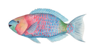In the U-M-led genetic study, the slower-evolving, tropical fish groups included parrot fish such as Scaridae scarus. Fish image by Julie Johnson.