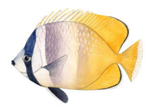 In the U-M-led genetic study, the slower-evolving, tropical fish groups included butterfly fish such as Chaetodontidae chaetodon. Fish image by Julie Johnson.