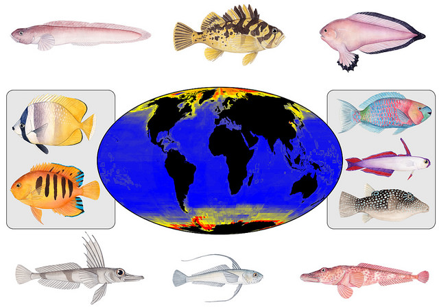 Map shows species-formation rates for marine fish groups at a global scale. Red, orange and yellow indicate regions with faster rates of new species formation, while blue indicates relatively slow speciation rates. Examples of fast-evolving, high-latitude fish groups appear at the top and bottom -- Arctic fishes at the top, Antarctic fishes at the bottom. Examples of slower-evolving, tropical fish groups are in the boxes. Map by D.L. Rabosky et al in Nature. Fish images by Julie Johnson.