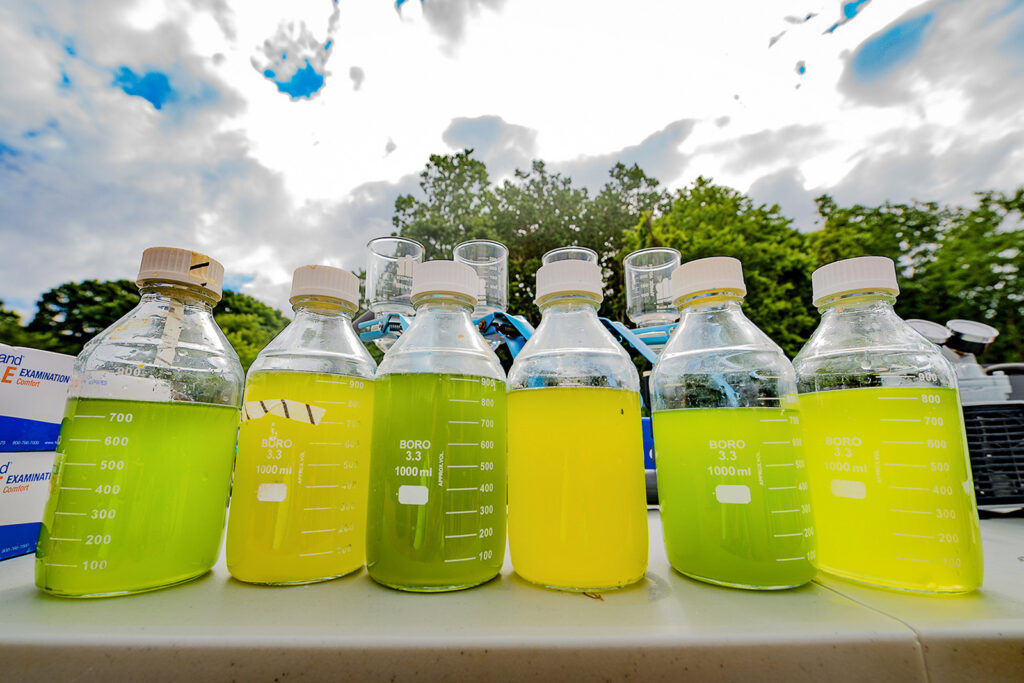 Samples collected from large tanks containing mixes of various freshwater algal species. The green samples are healthy, while the yellow samples were contaminated by a fungal disease. The biofuels experiment was conducted in the summer of 2016 at U-M's E.S. George Reserve near Pinckney, Mich