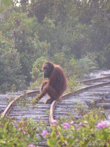 A bornean orangutan sits on a railroad track in a human-altered landscape.