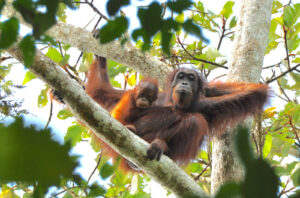 A female orangutan sits with her infant.