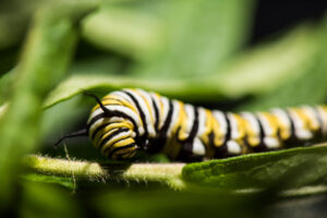 Monarch caterpillar on a milkweed plant in a University of Michigan laboratory. Image credit: Austin Thomason, Michigan Photography