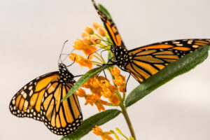 Two monarch butterflies on a milkweed plant in a University of Michigan laboratory. Image credit: Austin Thomason, Michigan Photography