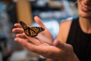 Researcher Leslie Decker with a monarch butterfly in a University of Michigan laboratory. Image credit: Austin Thomason, Michigan Photography