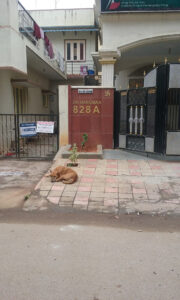 A dog sleeping in the streets of India