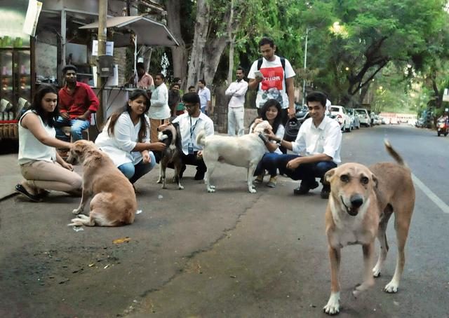Street dogs in India that inspired U-M Stamps professor Nick Tobier to create a collection of illustrations and sketches.