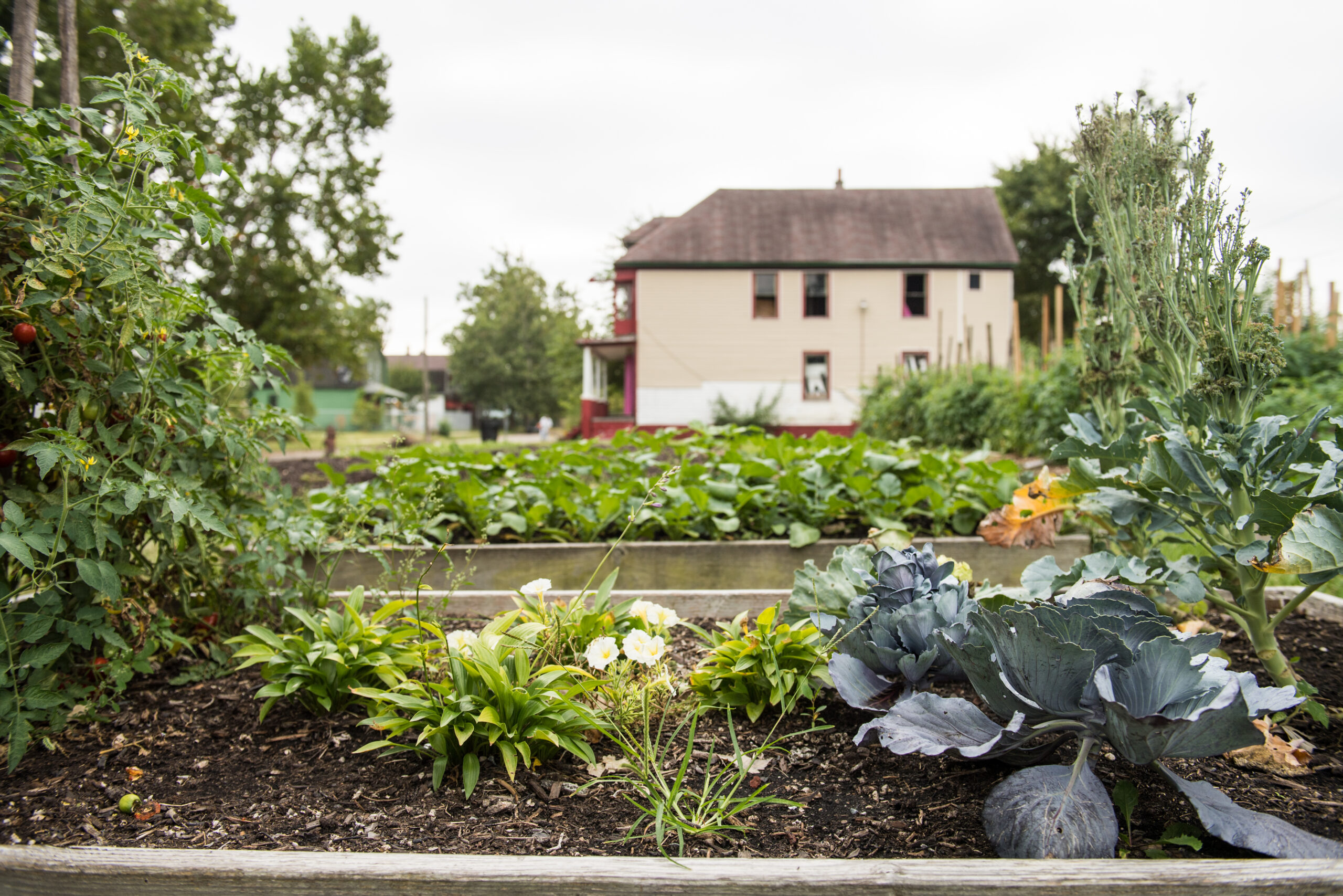 The Oakland Avenue Urban Farm is on it’s way to self-sufficiency. A plan created by Anya Sirota, a University of Michigan associate professor of architecture, and her partner, Jean Louis Farges, have spent more than four years working with the farm’s founder Jerry Hebron. A business plan developed by students from U-M’s Ross School of Business estimates that the farm could generate sustainable revenue by growing cash crops and microgreens to sell alongside heritage crops already grown and enjoyed by residents. Image credit: Michigan Photography