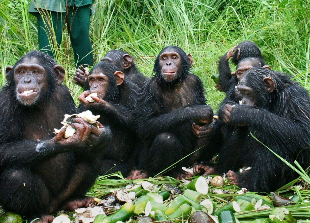The chimpanzees gather for a meal.