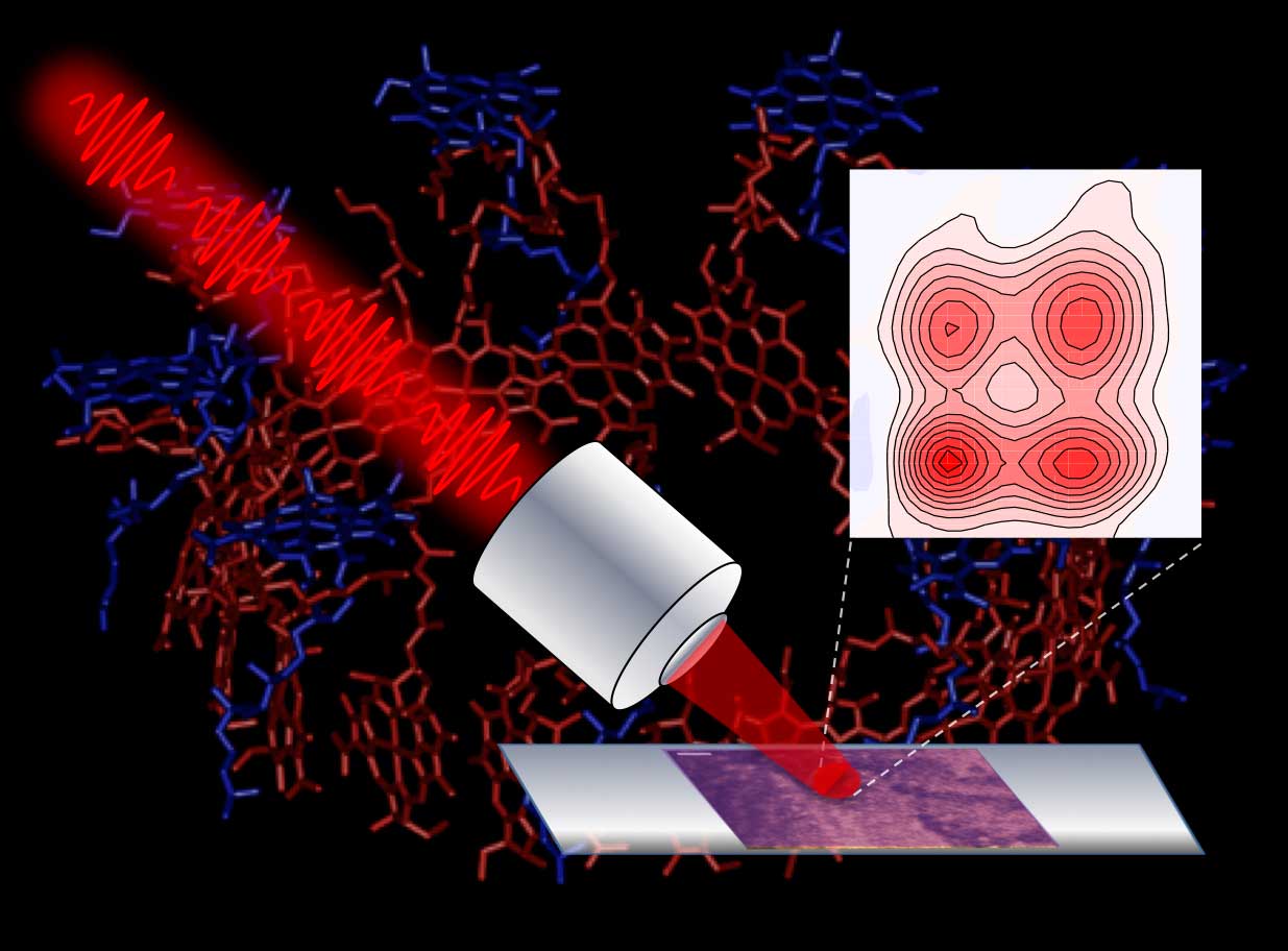 Employing a series of ultrashort laser pulses, a new microscope reveals intricate details that govern photosynthetic processes in purple bacteria. Image credit: Vivek Tiwari, Yassel Acosta and Jennifer Ogilvie
