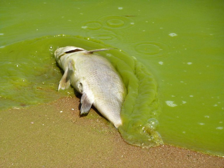 This photo of the record-setting 2011 Lake Erie algae bloom was taken in August of that year along the southeast shore of Pelee Island, Ontario. Image credit: Tom Archer