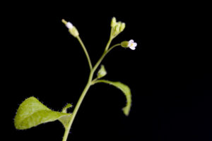 Arabidopsis plant (Arabidopsis thaliana)