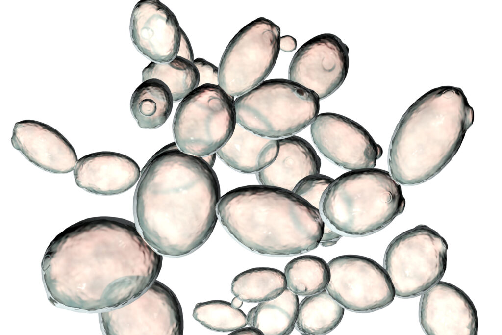 Saccharomyces cerevisiae yeast. Image credit: iStock