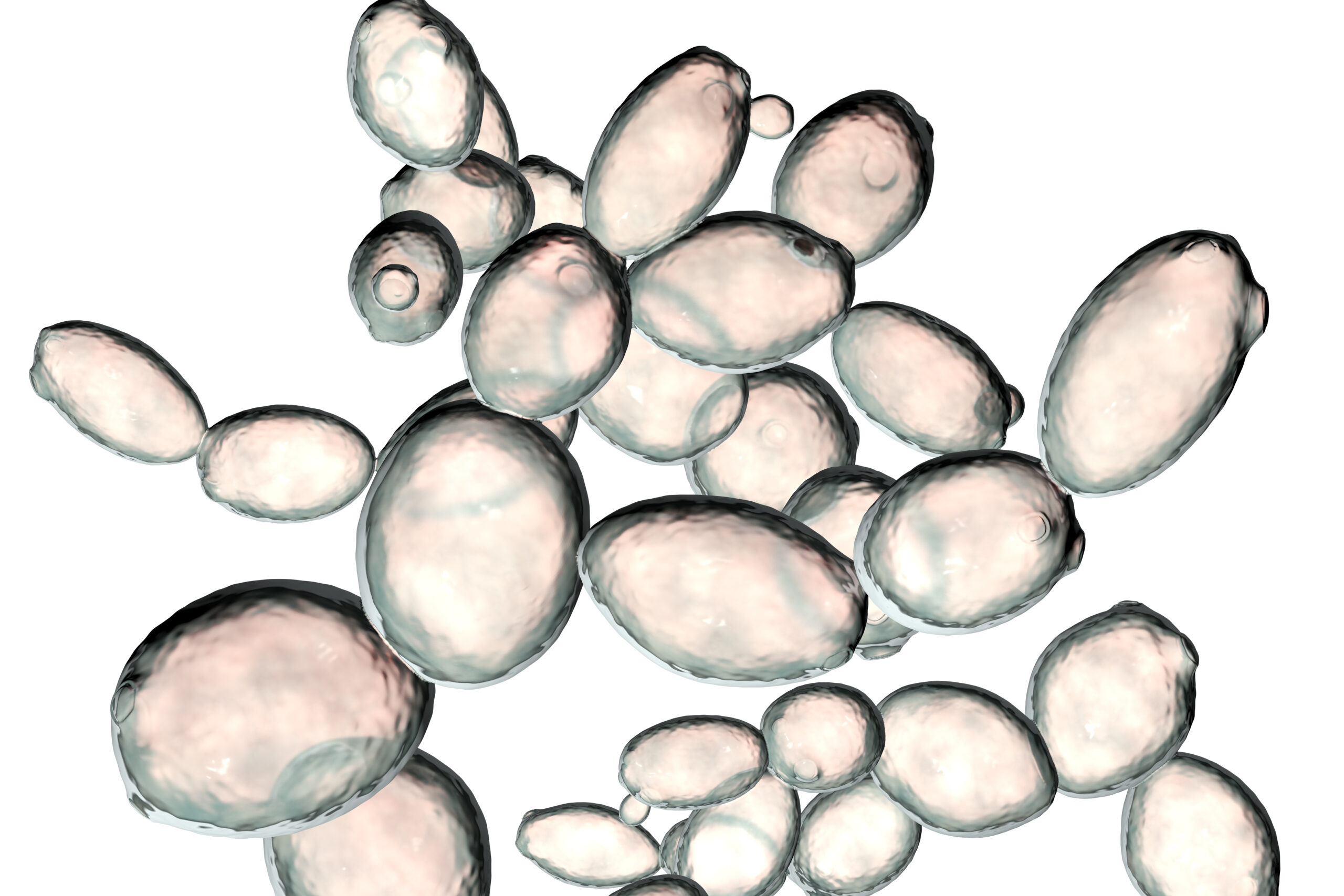 Baker's yeast (Saccharomyces cerevisiae). Image credit: iStock