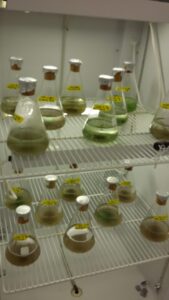 Flasks containing sediment collected from the bottom of Lake Erie. U-M researchers collected sediment-core samples at 16 sites covering 145 square miles in the portion of western Lake Erie where harmful cyanobacteria blooms are most prevalent and persistent. Image credit: Christine Kitchens.