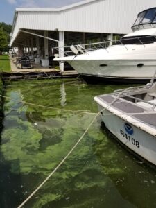 Cyanobacteria bloom visible at Toledo Beach Marina in August 2017. Image credit: Christine Kitchens.
