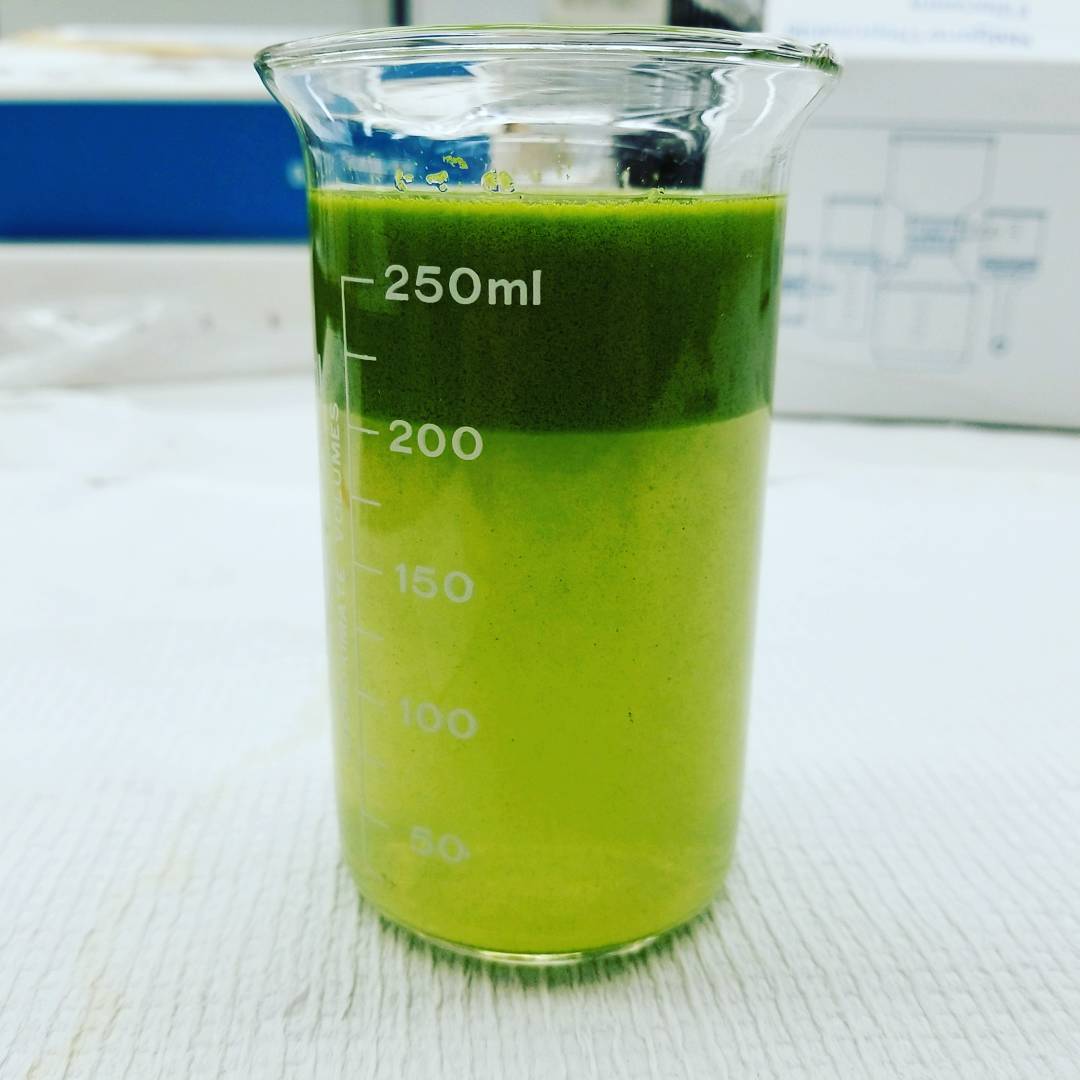 Beaker containing samples from the 2017 cyanobacteria bloom in western Lake Erie. Image credit: Christine Kitchens.