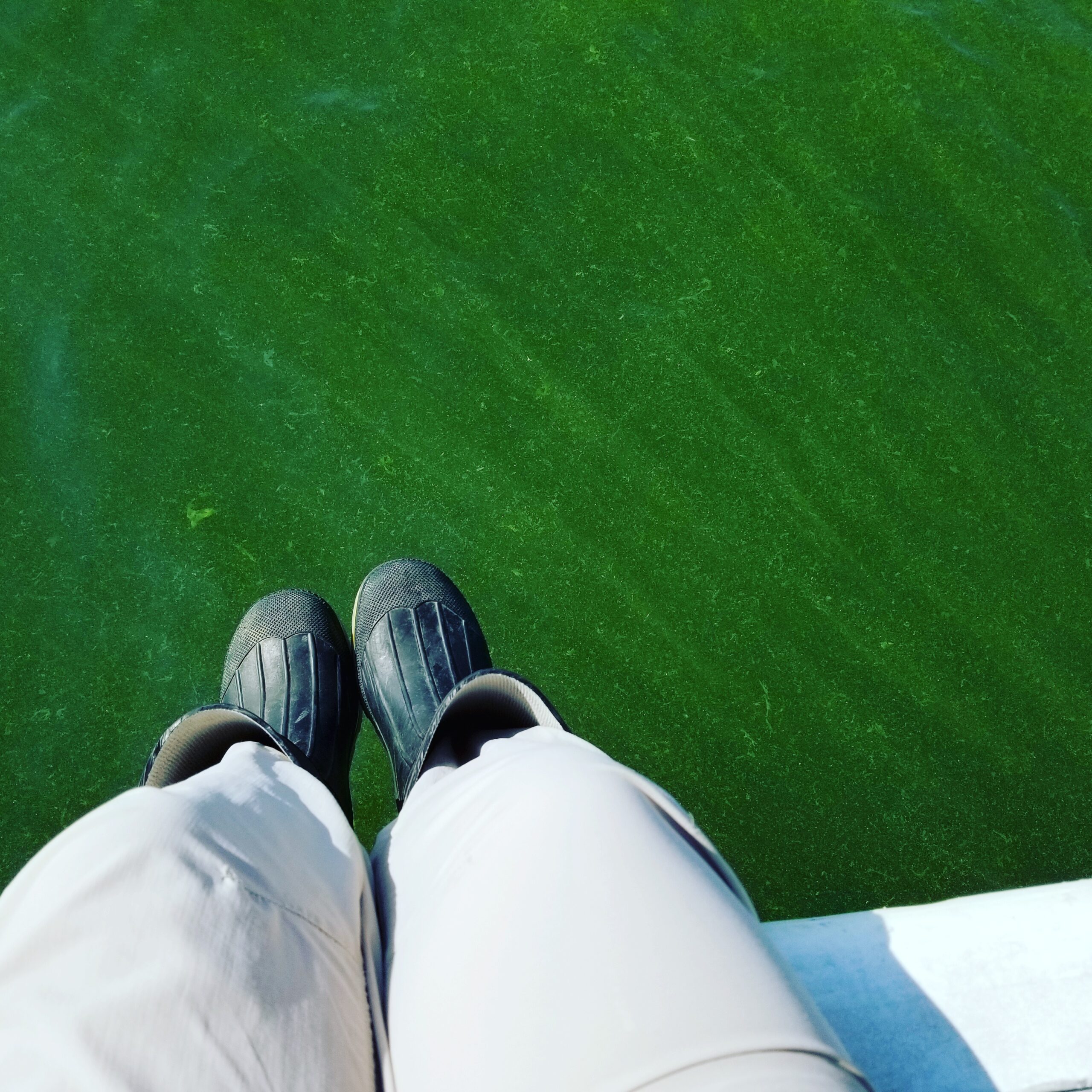 Bright green cyanobacteria bloom on Lake Erie surface waters in August 2017. Image credit: Christine Kitchens.