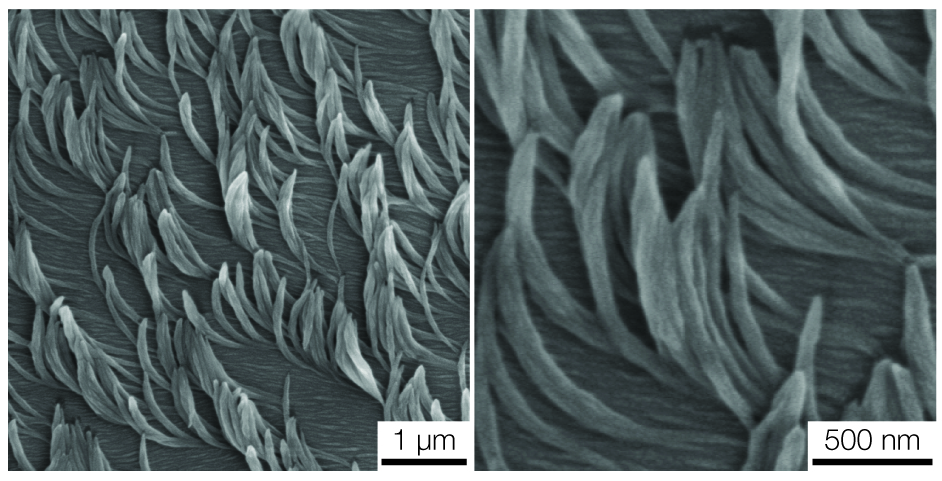 An electron microscope image of banana-shaped nanofibers templated with a liquid crystal. Image credit: Kenneth Cheng, Lahann Lab, Michigan Engineering