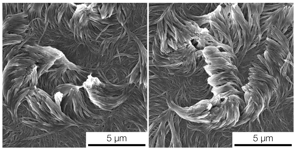 An electron microscope image of two arrays of fibers curving in opposite directions, each templated with a liquid crystal. Image credit: Kenneth Cheng, Lahann Lab, Michigan Engineering