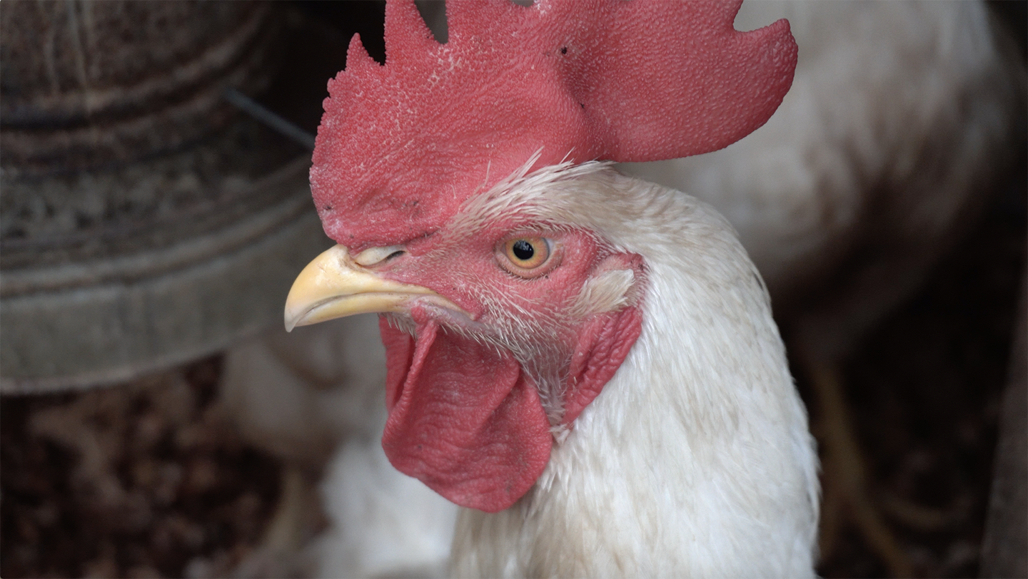 A free-range backyard chicken from Ecuador.