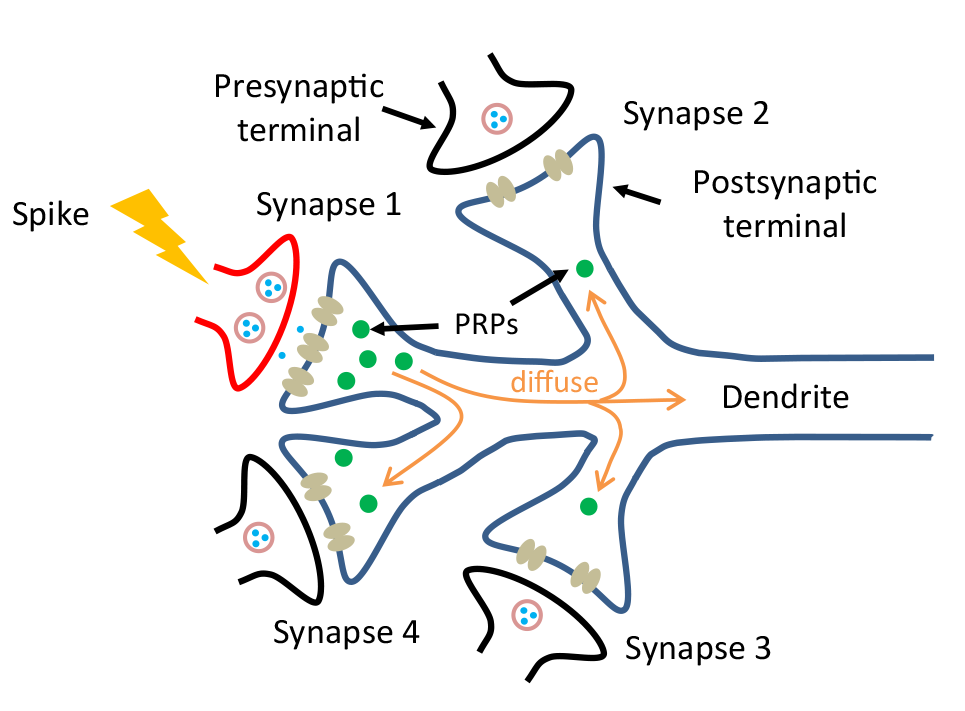 A diagram of a synapse receiving a signal from one of the connecting neurons. This signal activates the generation of plasticity-related proteins (PRPs), which help a synapse to grow. They can migrate to other synapses, which enables multiple synapses to grow at once. The new device is the first to mimic this process directly, without the need for software or complicated circuits. Image credit: Xiaojian Zhu, Nanoelectronics Group, University of Michigan.