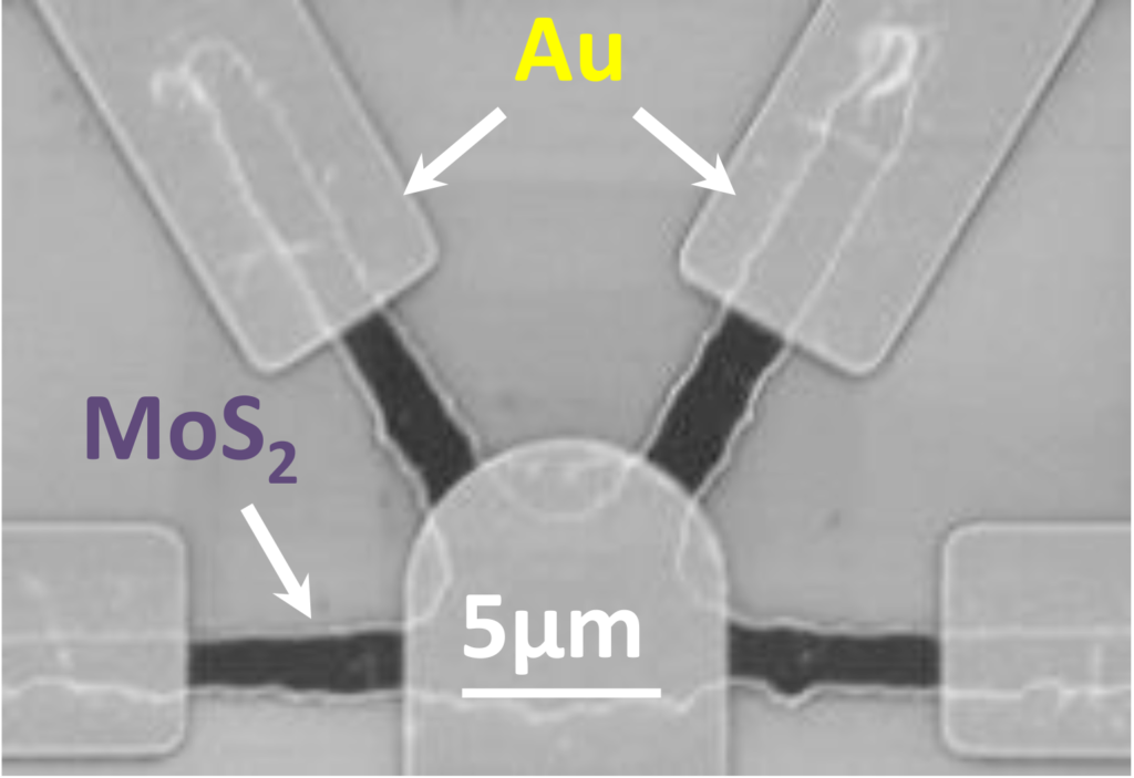 An electron microscope image showing the rectangular gold (Au) electrodes representing signalling neurons and the rounded electrode representing the receiving neuron. The material of molybdenum disulfide layered with lithium connects the electrodes, enabling the simulation of cooperative growth among synapses. Image credit: Xiaojian Zhu, Nanoelectronics Group, University of Michigan.