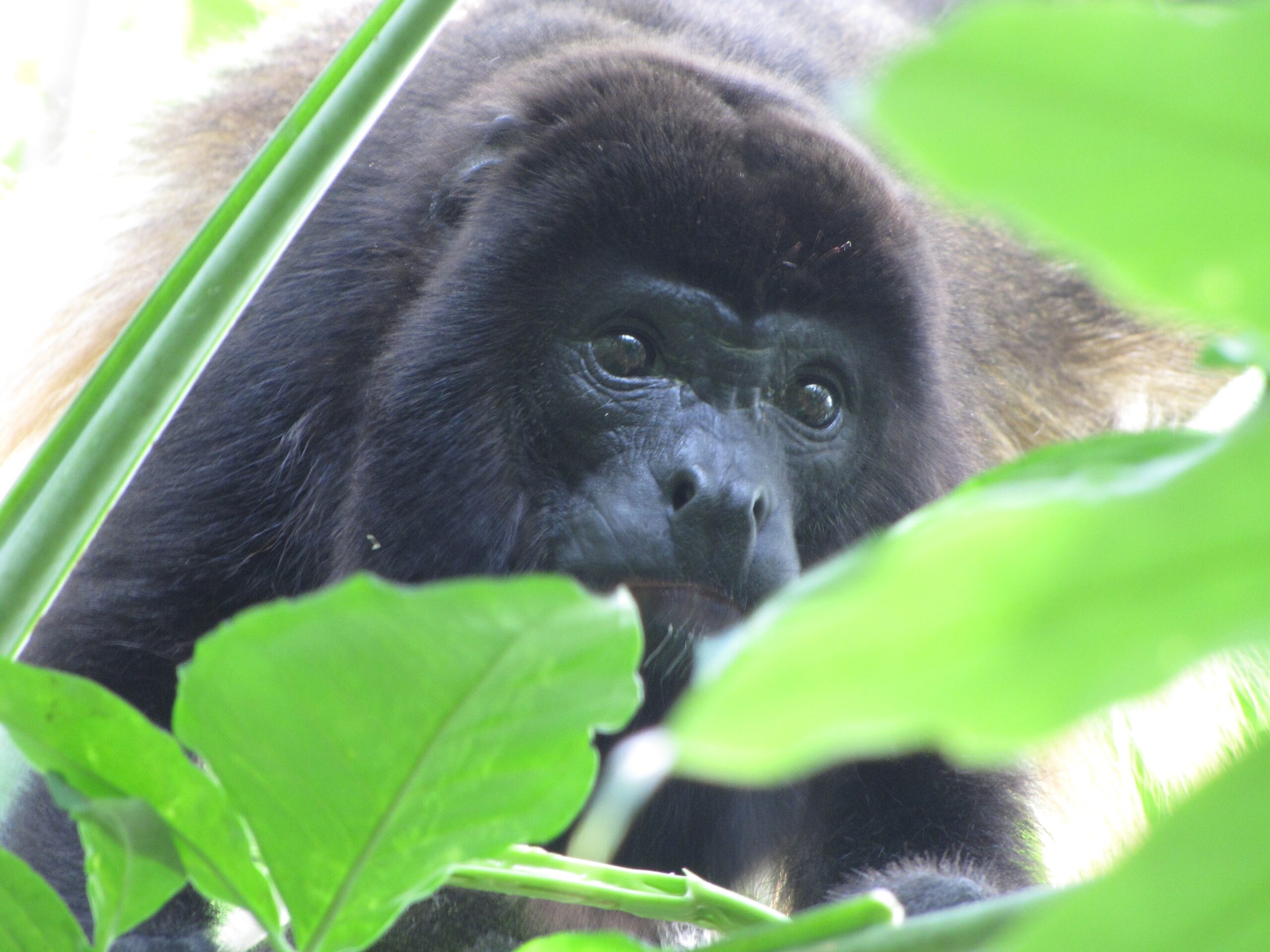 This male in southeastern Mexico’s Tabasco state resembles a mantled howler monkey but may be a hybrid of two species, the mantled howler monkey and the black howler monkey. The two species coexist and interbreed in Tabasco in what’s known as a hybrid zone. Image credit: Milagros González