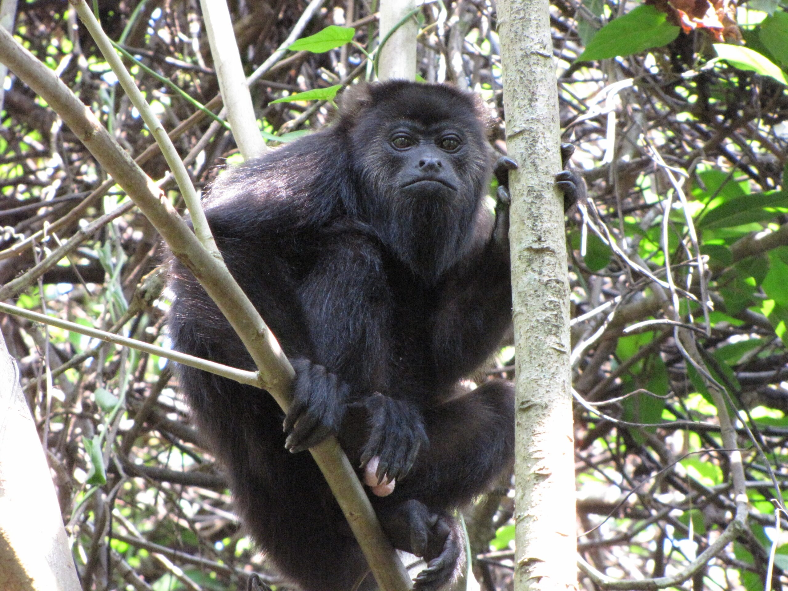 A young male howler monkey in Tabasco, Mexico. Though it looks like a black howler monkey, this individual is likely a hybrid of two species, the black howler monkey and the mantled howler monkey. Image credit: Milagros González