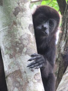 A female mantled howler monkey in Tabasco, Mexico. Image credit: Milagros González