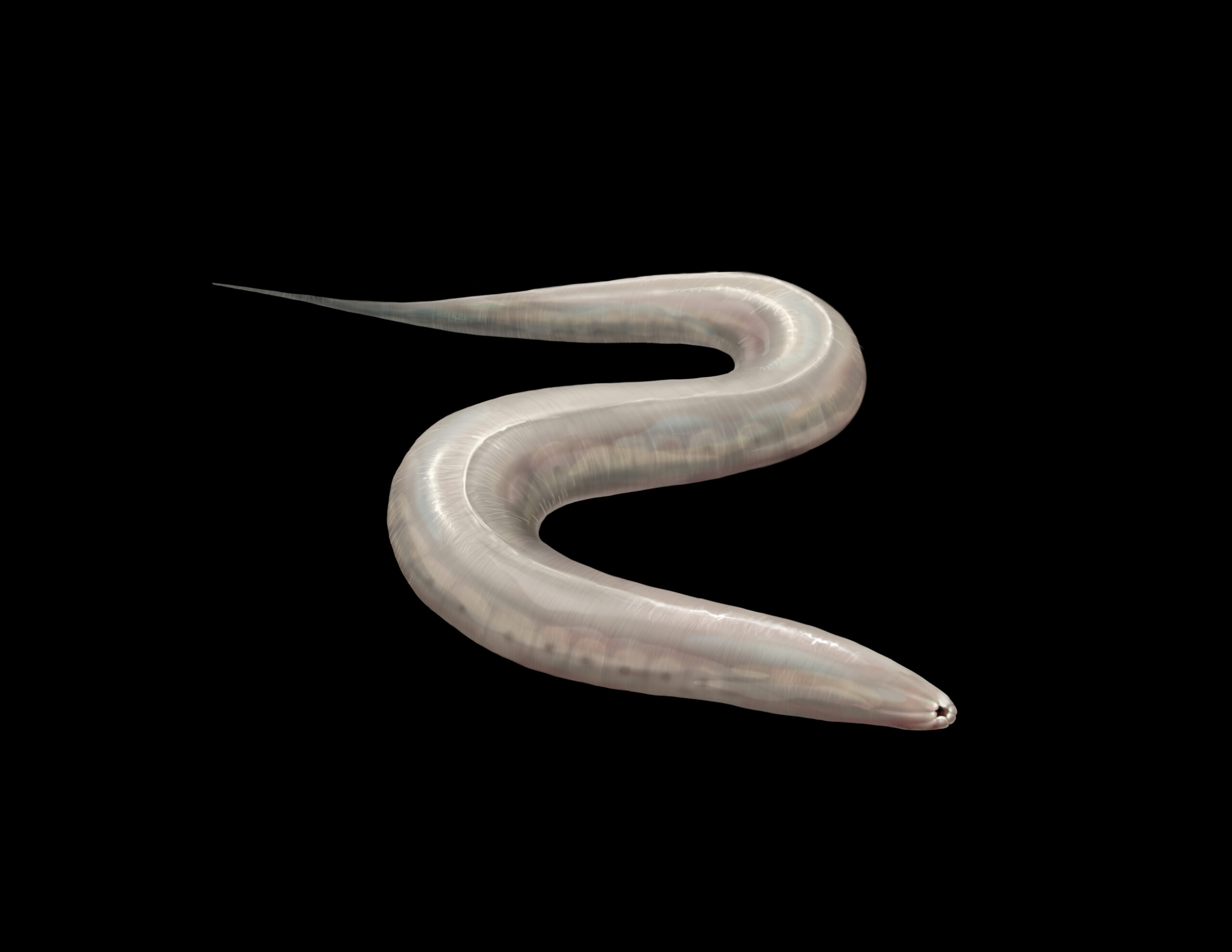 Caenorhabditis elegans. Illustration credit: Stephanie King, U-M Life Sciences Institute