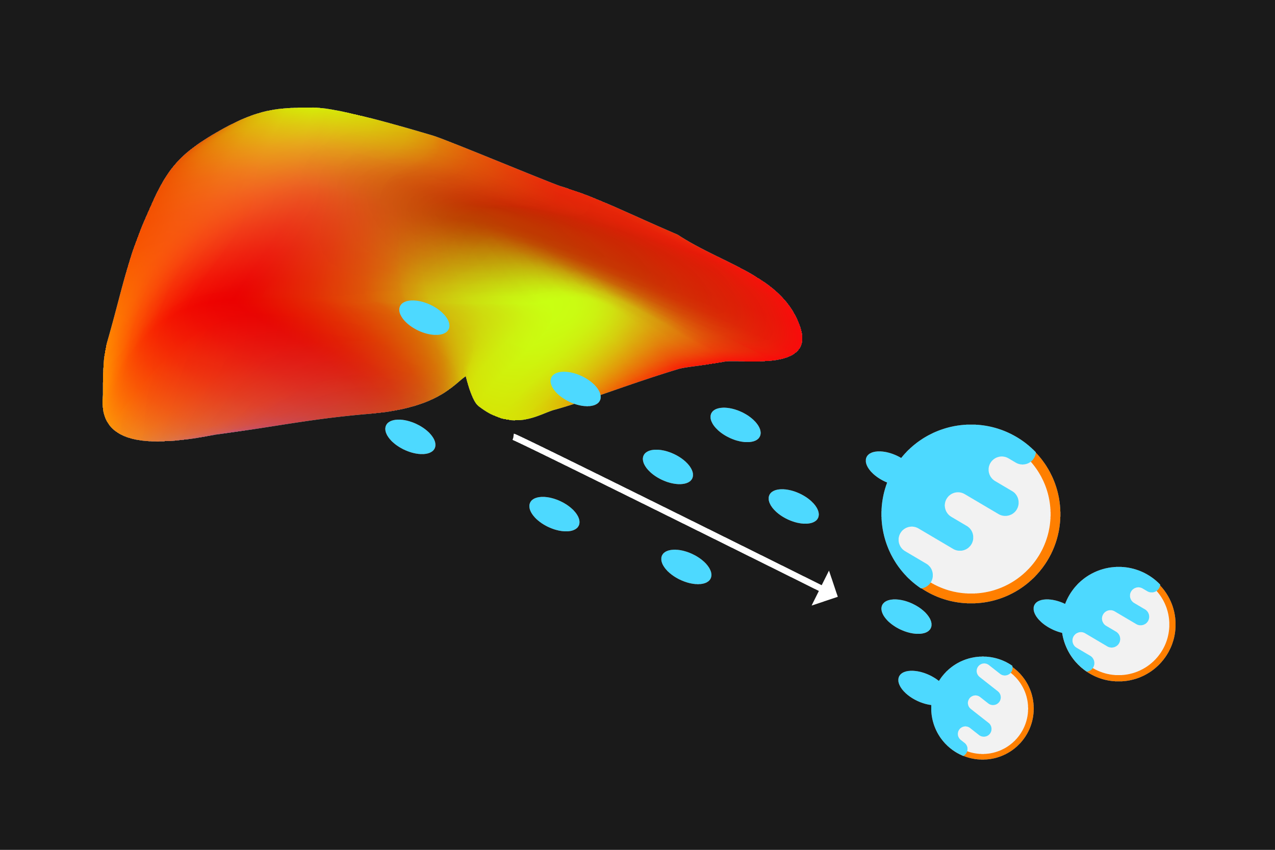 Researchers at the University of Michigan have identified a liver hormone that puts a brake on metabolism in mice by dampening their ability to burn fat. The research reveals a potential target for treating metabolic disorders. Illustration credit: Stephanie King, LSI multimedia designer