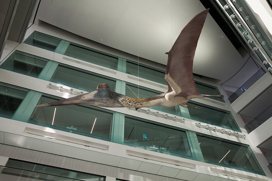 Photo of the Quetzalcoatlus pterosaur in the Museum of Natural History atrium