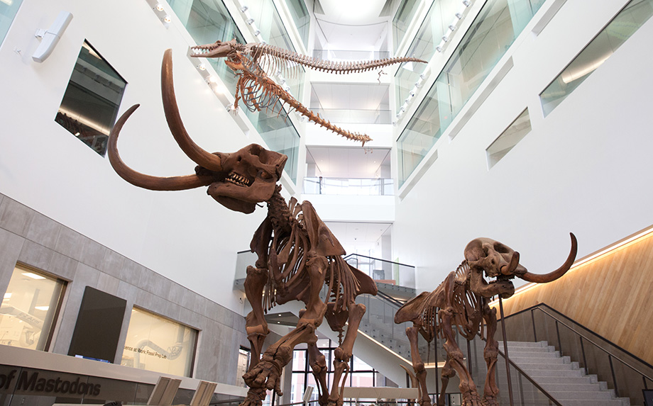 Photo of a mastodon couple