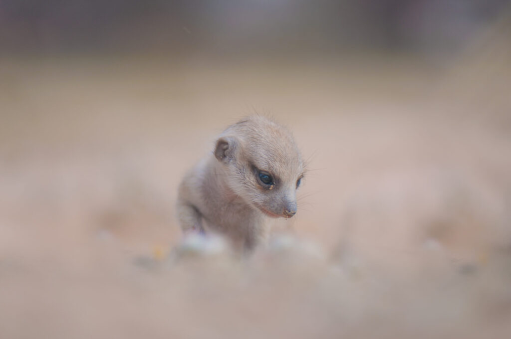 Image of a baby meerkat.