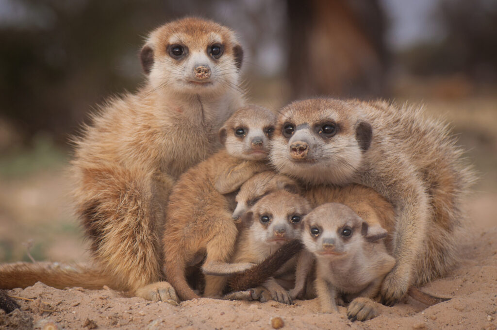 Image of a family of meerkats.