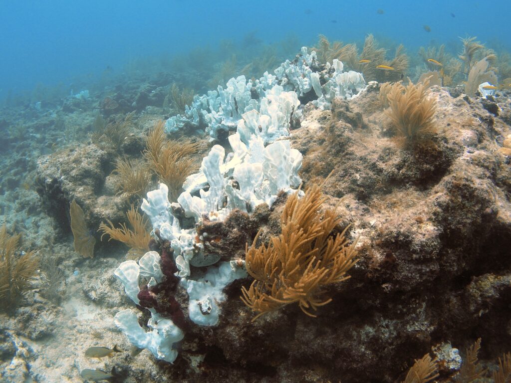 A new study shows humans are pumping carbon dioxide into the atmosphere at a rate nine to 10 times higher than the greenhouse gas was emitted during a global warming event 56 million years ago that made the oceans more acidic and drove some marine species extinct. Image credit: USGS.