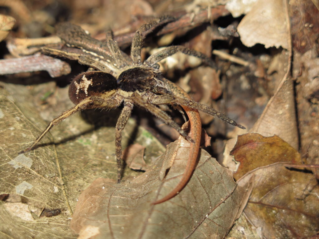 A wandering spider (Ctenidae) preying on a subadult Cercosaura eigenmanni lizard. Photo by Mark Cowan, in Amphibian & Reptile Conservation (amphibian-reptile-conservation.org).