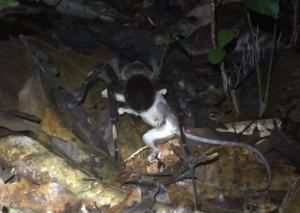 A tarantula (genus Pamphobeteus) preying on a mouse opossum (genus Marmosops). Photo by Maggie Grundler, Amphibian & Reptile Conservation (amphibian-reptile-conservation.org).
