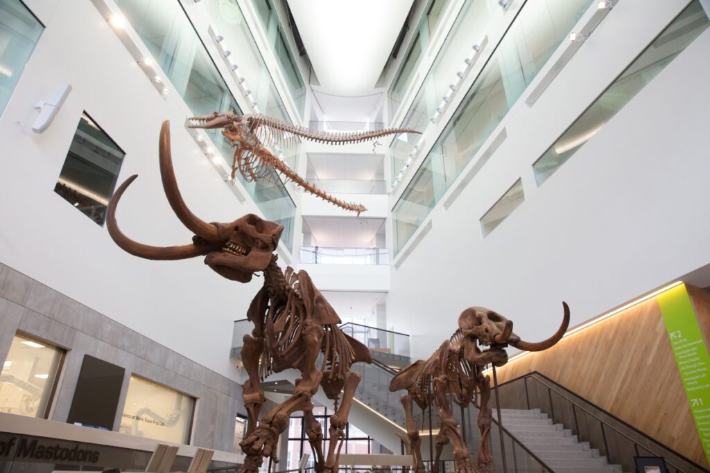 U-M Museum of Natural History is the only place in the world where visitors can find a mastodon couple exhibited together. Image credit: Michelle Andonian