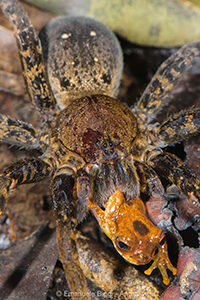 A wandering spider (genus Ancylometes) in the lowland Amazon rainforest preying on a tree frog