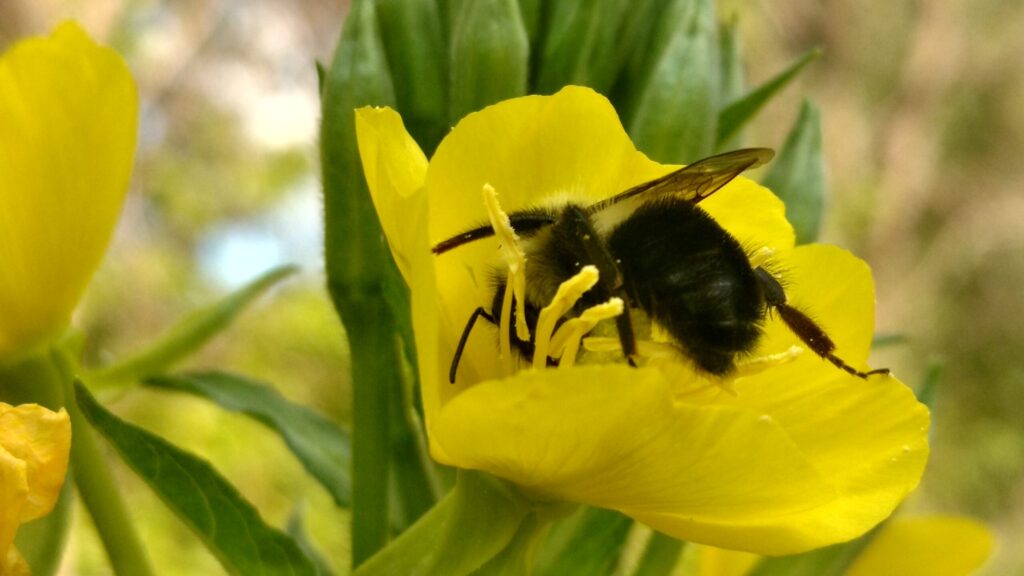 A bumblebee on an evening primrose. Image credit: Paul Glaum