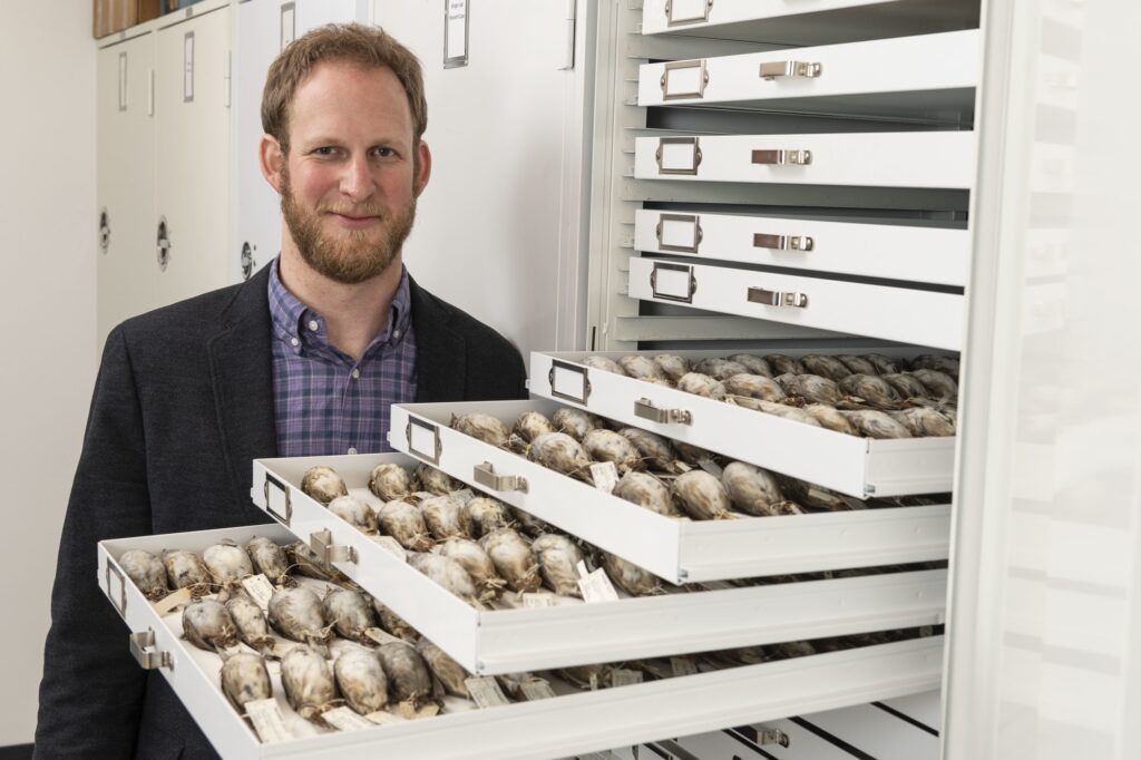 University of Michigan evolutionary biologist Benjamin Winger with some of the migratory songbirds used in a large study of nighttime building collisions in the Midwest. Image credit: Roger Hart/University of Michigan Photography