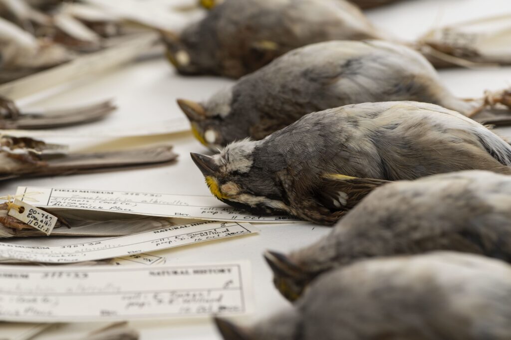 White-throated sparrows that were part of a large University of Michigan-led study of nighttime building collisions in the Midwest. These birds died after colliding with buildings in Chicago and were collected by researchers at the Field Museum. Image credit: Roger Hart/University of Michigan Photography