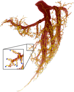 Because veins branch in roughly proportionate divisions, they are also considered a fractal. Image courtesy: Mitchell Newberry
