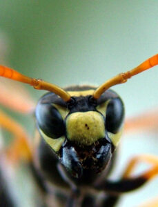 A Polistes dominula paper wasp. Image credit: Elizabeth Tibbetts