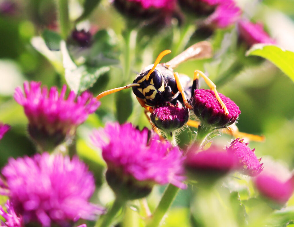 A Polistes dominula paper wasp on a flower. Image credit: Elizabeth Tibbetts