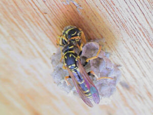 Aggression between two Polistes dominula queens. Image credit: Elizabeth Tibbetts