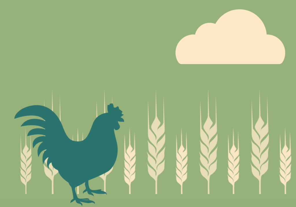 Illustration of a chicken with wheat crops.